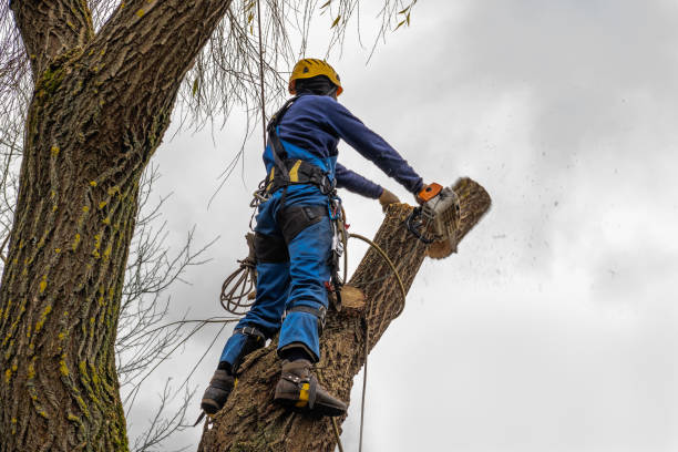 Reliable Roan Mountain, TN Tree Removal Solutions