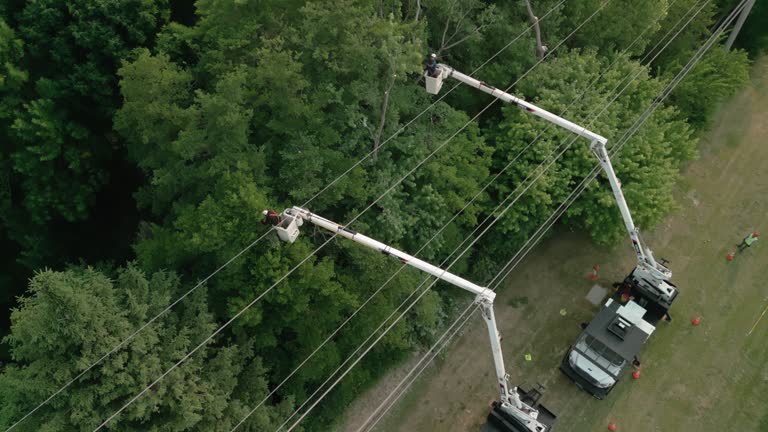 How Our Tree Care Process Works  in  Roan Mountain, TN